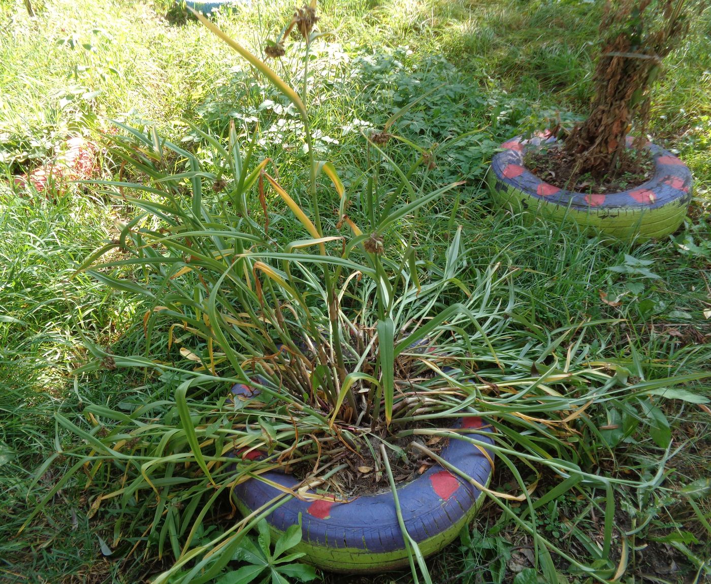 Изображение особи Tradescantia virginiana.