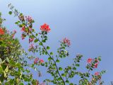 Bauhinia galpinii. Верхушка ветки цветущего растения. Израиль, г. Бат-Ям, в культуре. 21.08.2018.