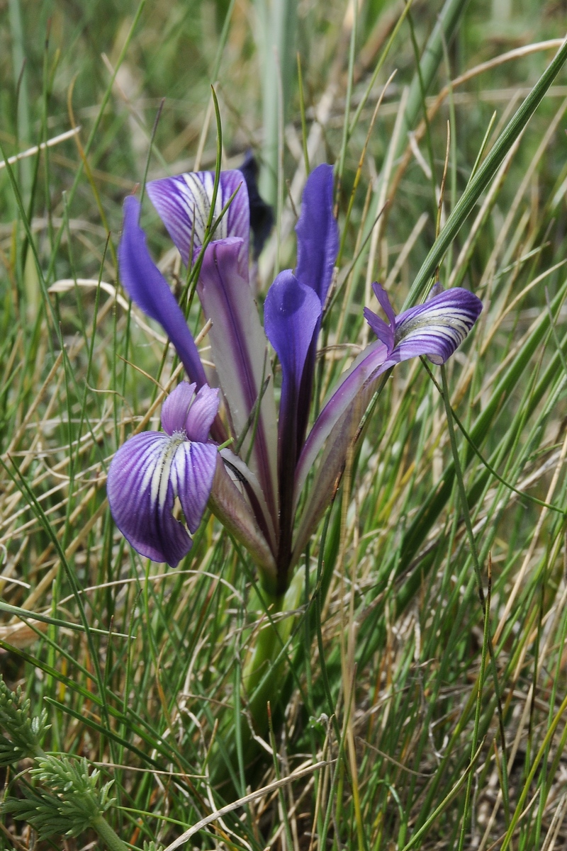 Image of Iris loczyi specimen.