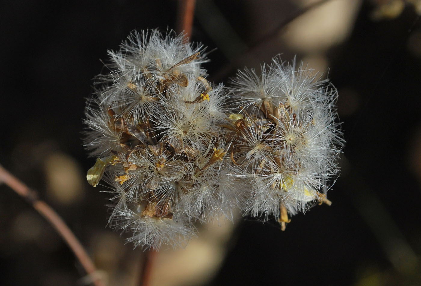 Image of Ligularia thomsonii specimen.