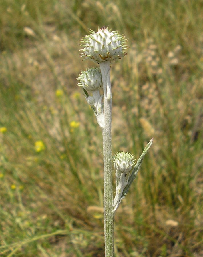 Image of Jurinea pseudocyanoides specimen.