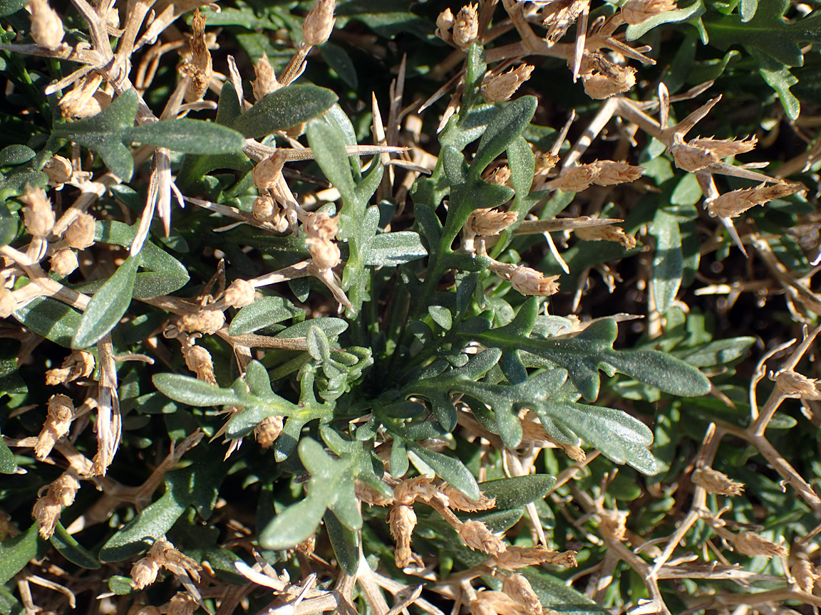 Изображение особи Centaurea spinosa.