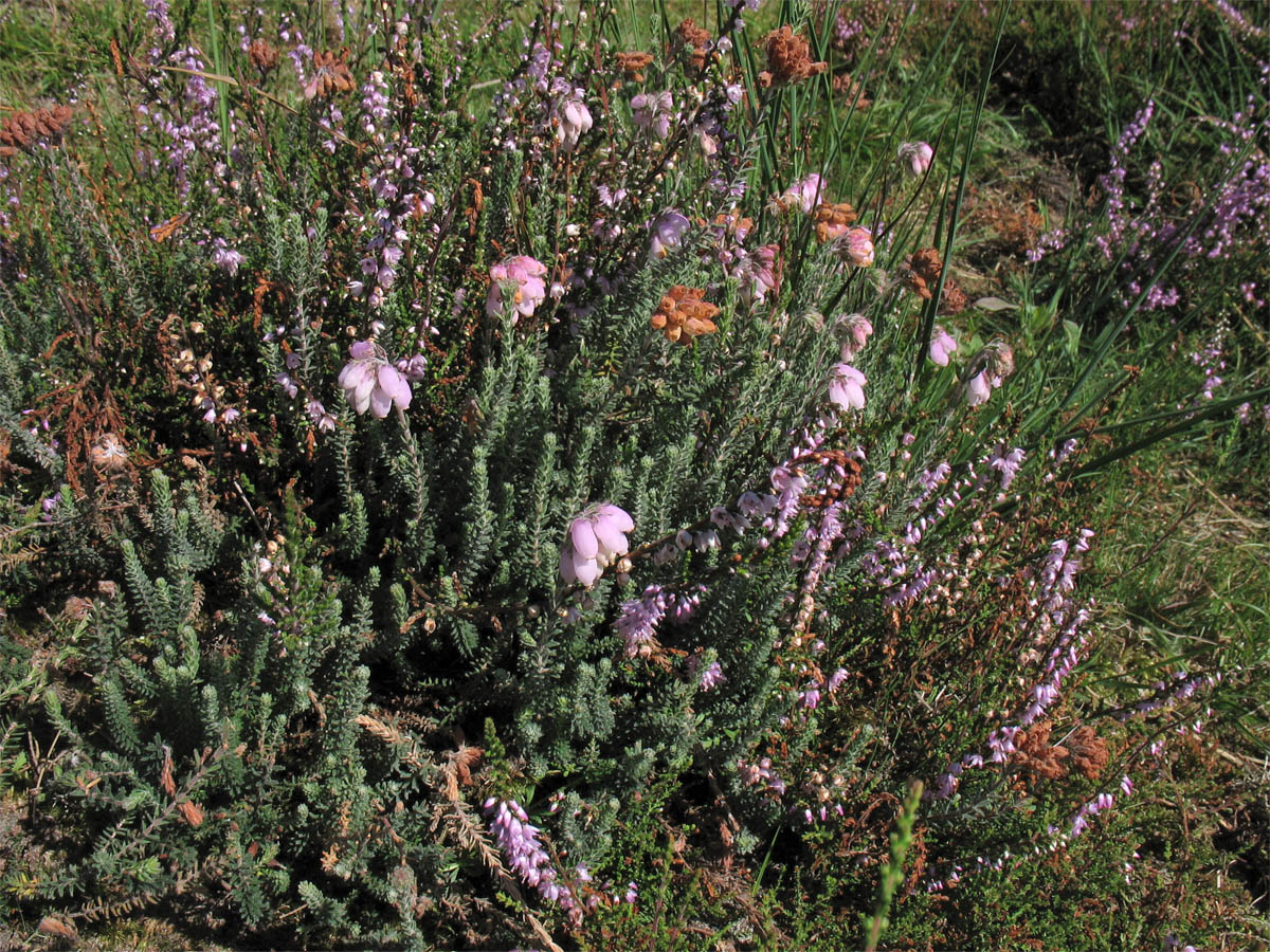 Image of Erica tetralix specimen.