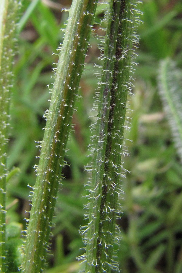 Image of Leontodon biscutellifolius specimen.