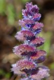 Ajuga orientalis. Верхушка цветущего растения. Краснодарский край, Мостовский р-н, окр. пос. Кировский, южный склон хребта Агиге в 1 км западнее горы Агиге (2311 м), 2135 м н.у.м., субальпийский луг. 22.05.2019.