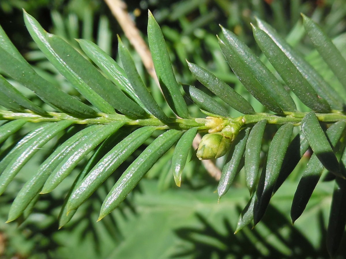 Image of Taxus baccata specimen.