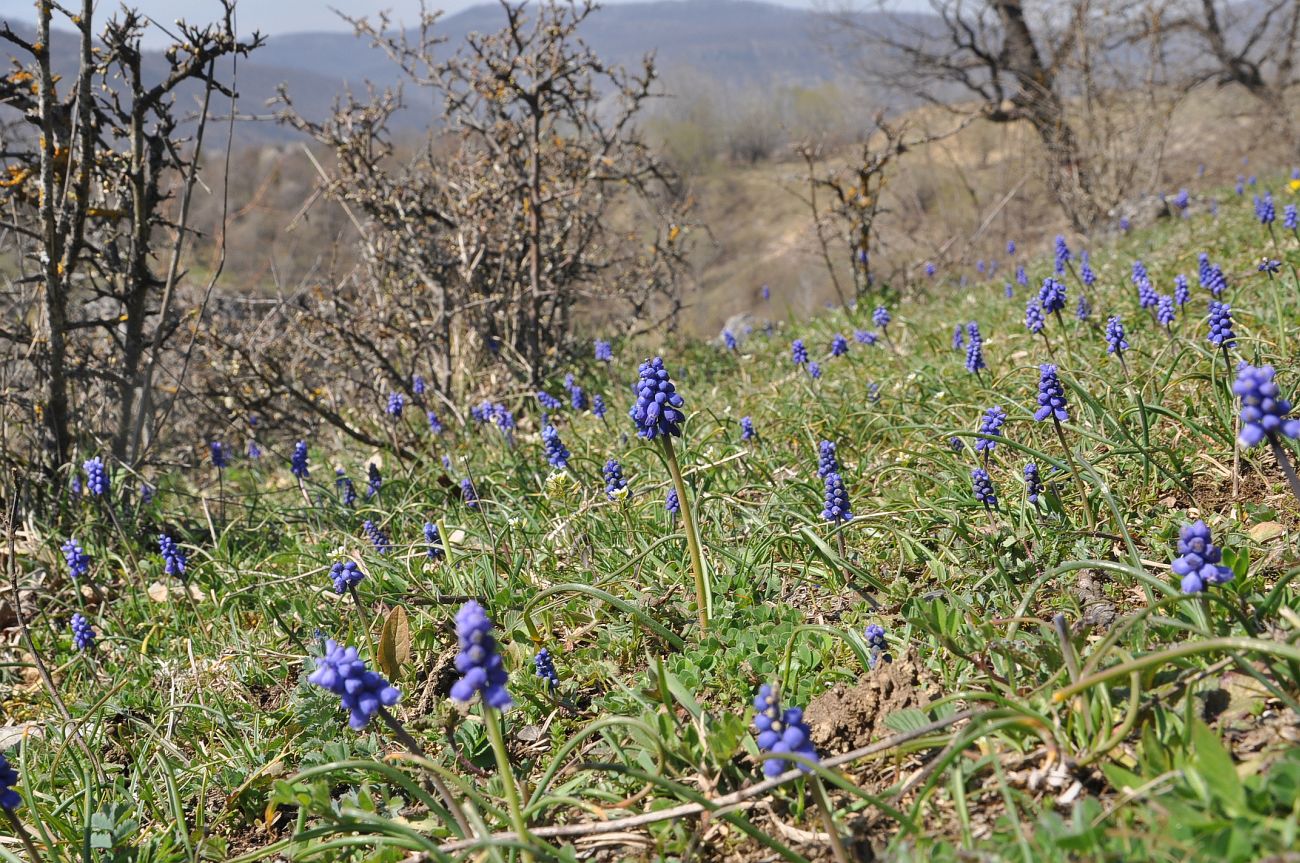 Изображение особи род Muscari.