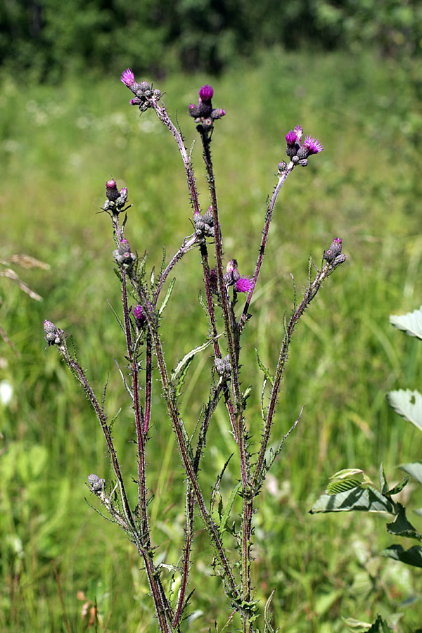 Image of Cirsium palustre specimen.