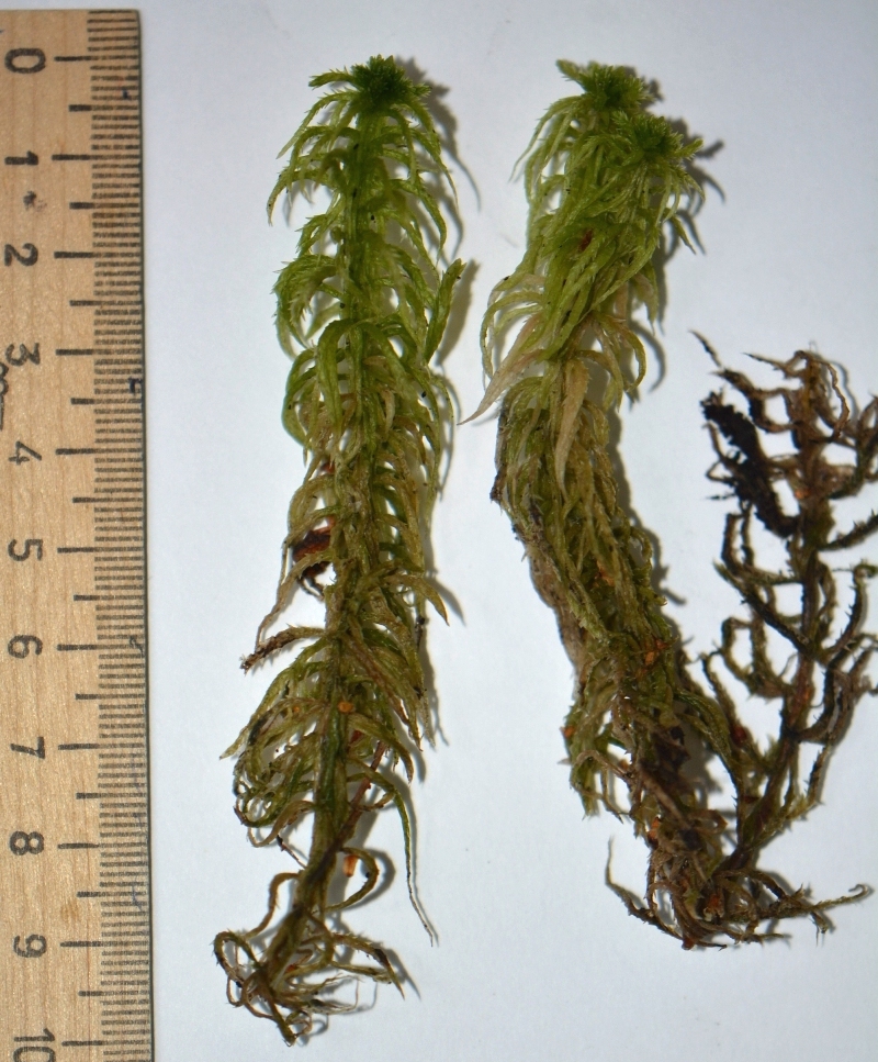 Image of Sphagnum squarrosum specimen.