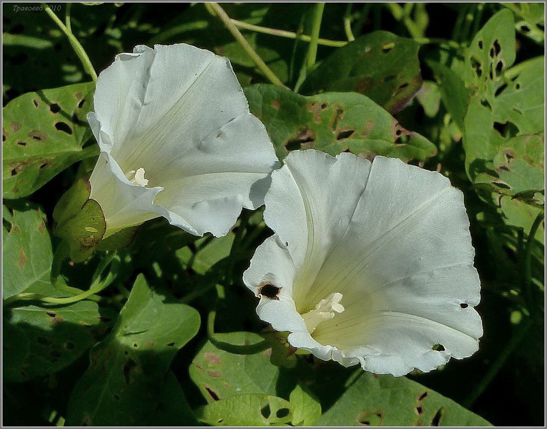 Image of Calystegia sepium specimen.