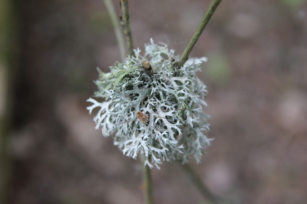 Изображение особи Evernia prunastri.