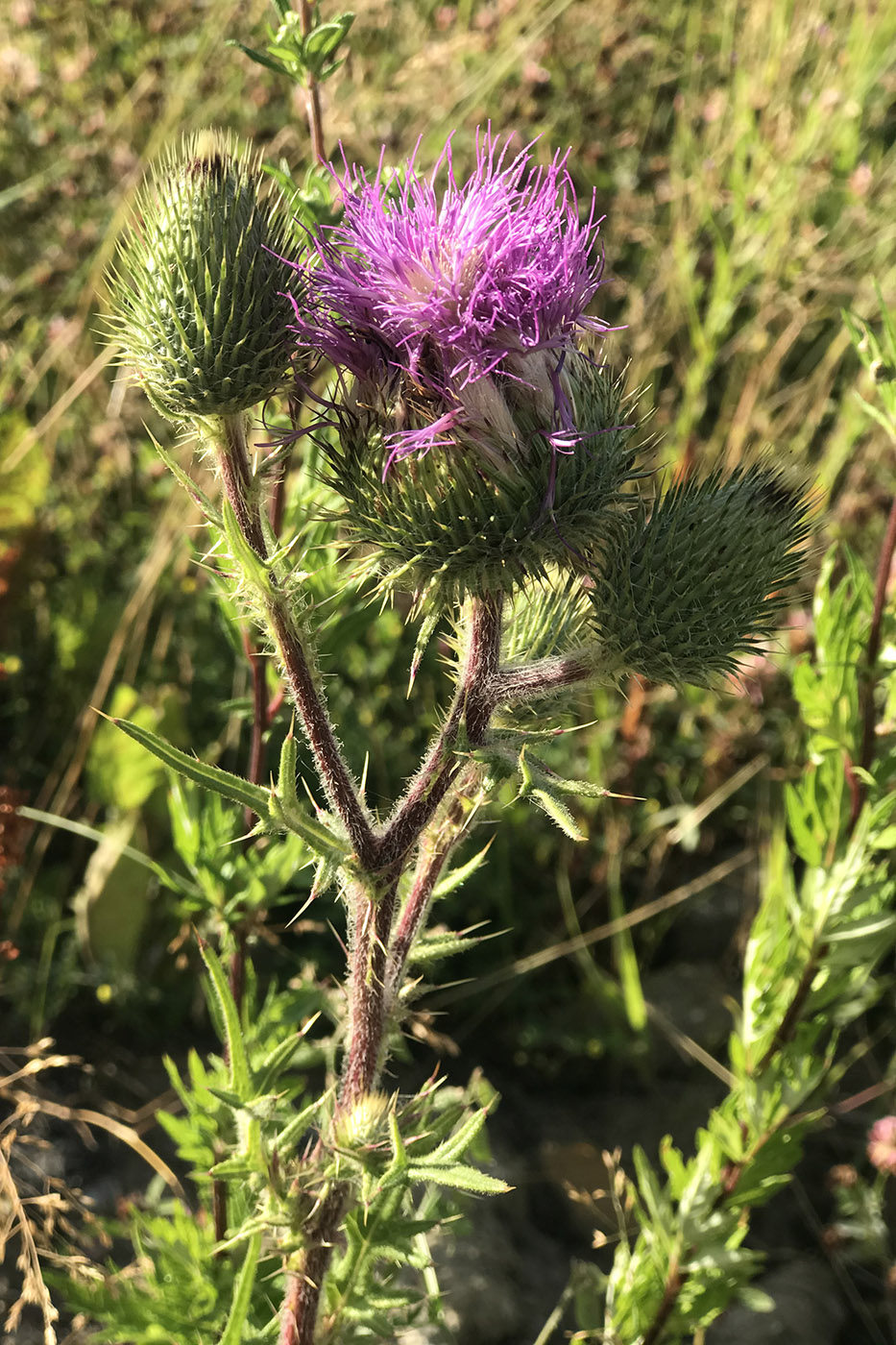 Image of Cirsium vulgare specimen.