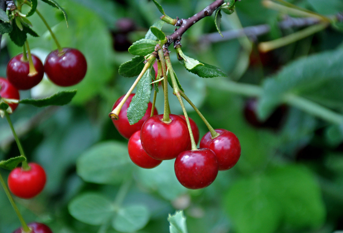 Изображение особи Cerasus vulgaris.