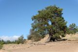 Pinus sylvestris. Взрослое растение с частично обнажённой корневой системой; вокруг - осыпавшиеся шишки. Карелия, Олонецкий нац. р-н, окр. дер. Тулокса, побережье Ладожского оз. близ устья р. Тулокса, дюна. 14.09.2020.