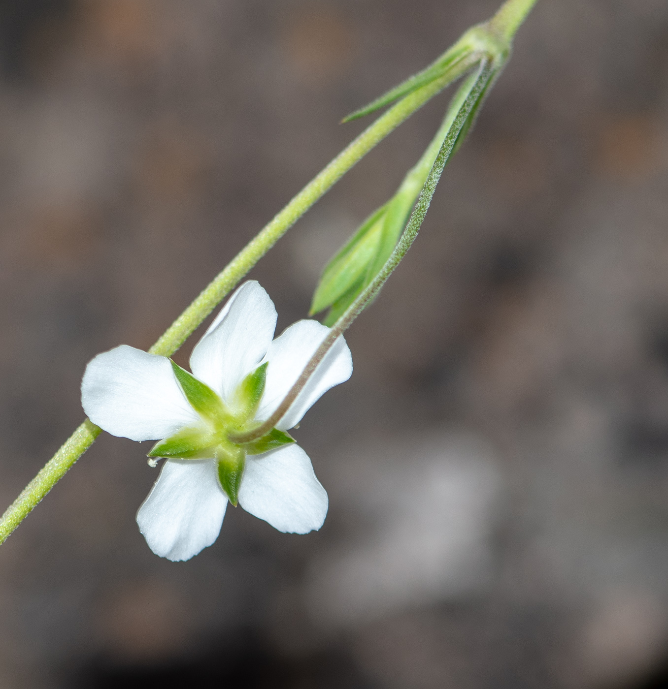 Image of Arenaria soratensis specimen.