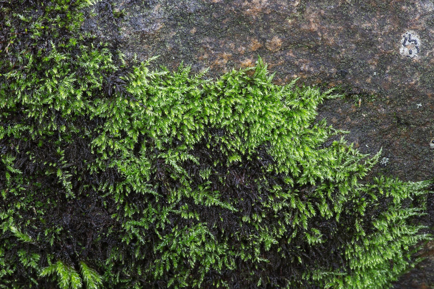 Image of class Bryopsida specimen.