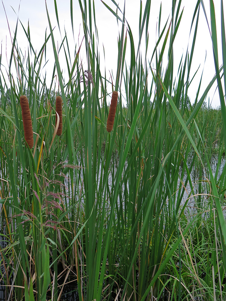 Изображение особи Typha domingensis.