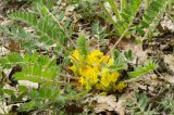 Astragalus pubiflorus