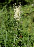 Filipendula ulmaria