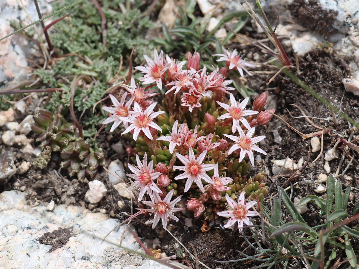 Image of Rosularia alpestris specimen.