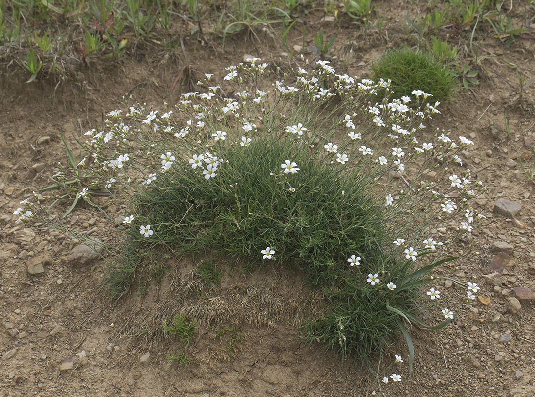 Image of Minuartia circassica specimen.