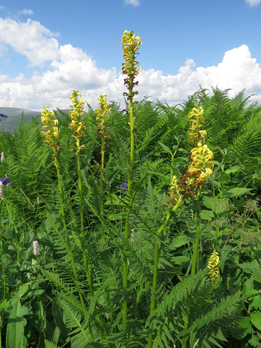 Изображение особи Pedicularis incarnata.