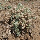 Teucrium capitatum