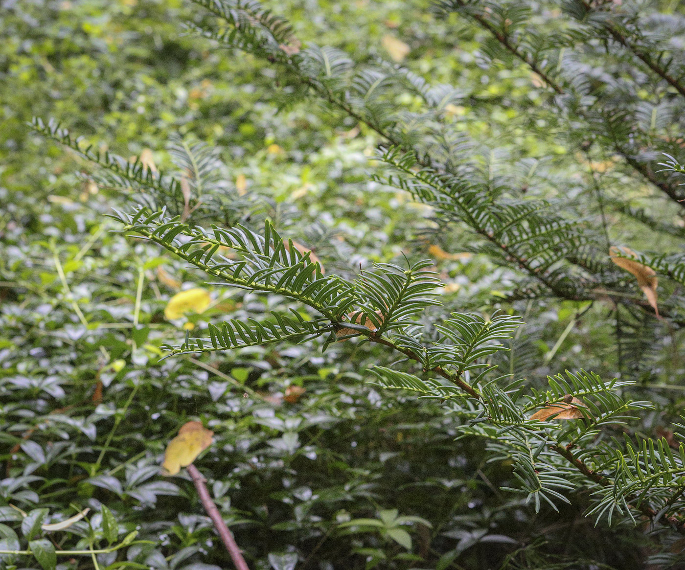 Изображение особи Taxus cuspidata.