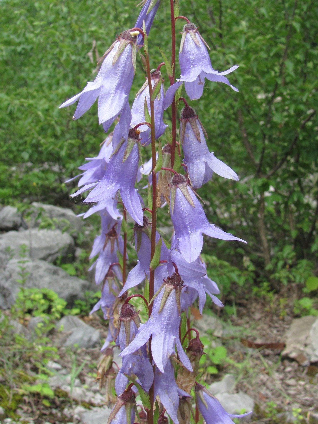 Image of Campanula sarmatica specimen.