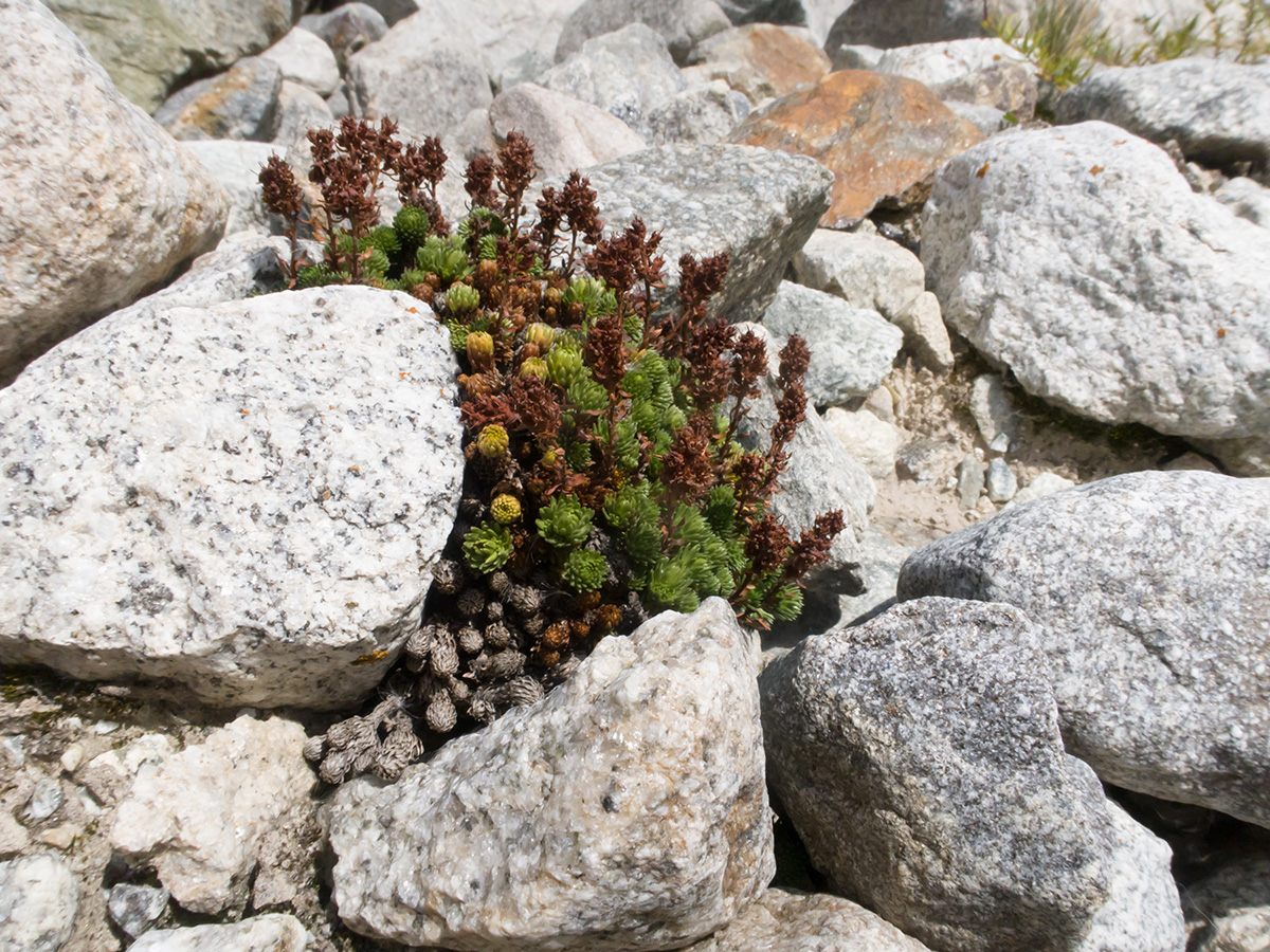 Изображение особи Saxifraga caucasica.