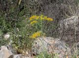 Heptaptera anisopetala. Верхняя часть цветущего растения. Израиль, горы Самарии, западная часть, поселение Альпей Менаше, понижение между холмами, поляна на месте пожара. 28.04.2022.