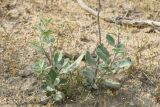 Haplophyllum robustum. Бутонизирующее растение. Узбекистан, Бухарская обл., окр. оз. Тудакуль, закреплённые пески. 4 мая 2022 г.