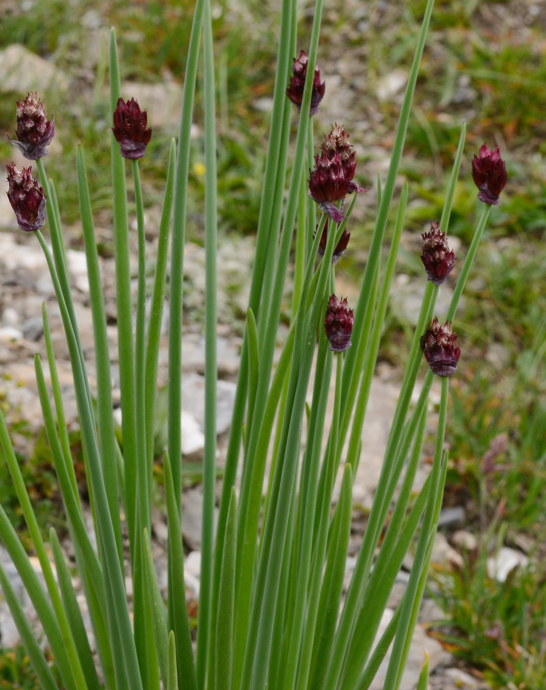 Image of Allium atrosanguineum specimen.