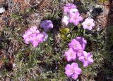 Phlox sibirica