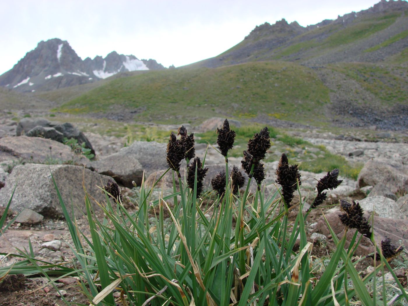 Изображение особи Carex melanantha.