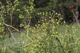 Crambe tataria