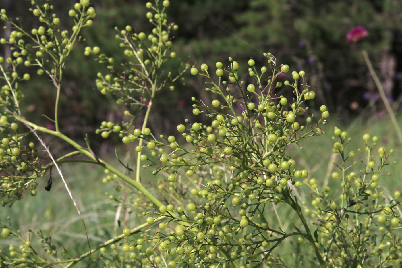 Image of Crambe tataria specimen.