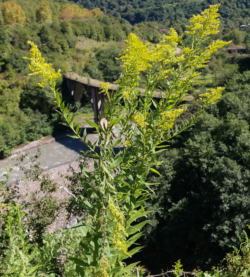 Изображение особи род Solidago.