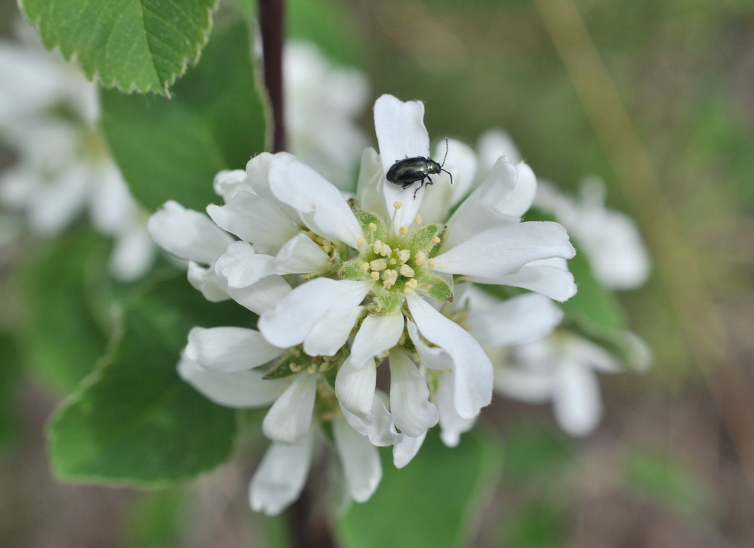 Изображение особи Amelanchier alnifolia.