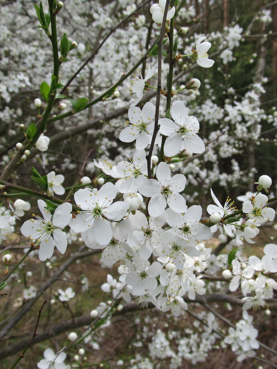 Image of Prunus cerasifera specimen.