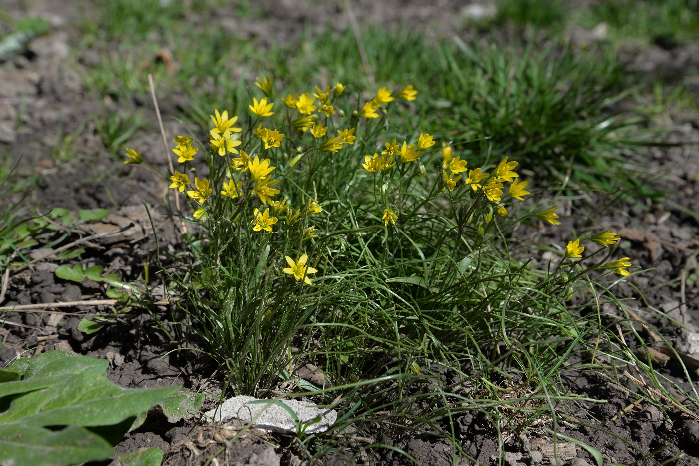 Image of Gagea minutiflora specimen.