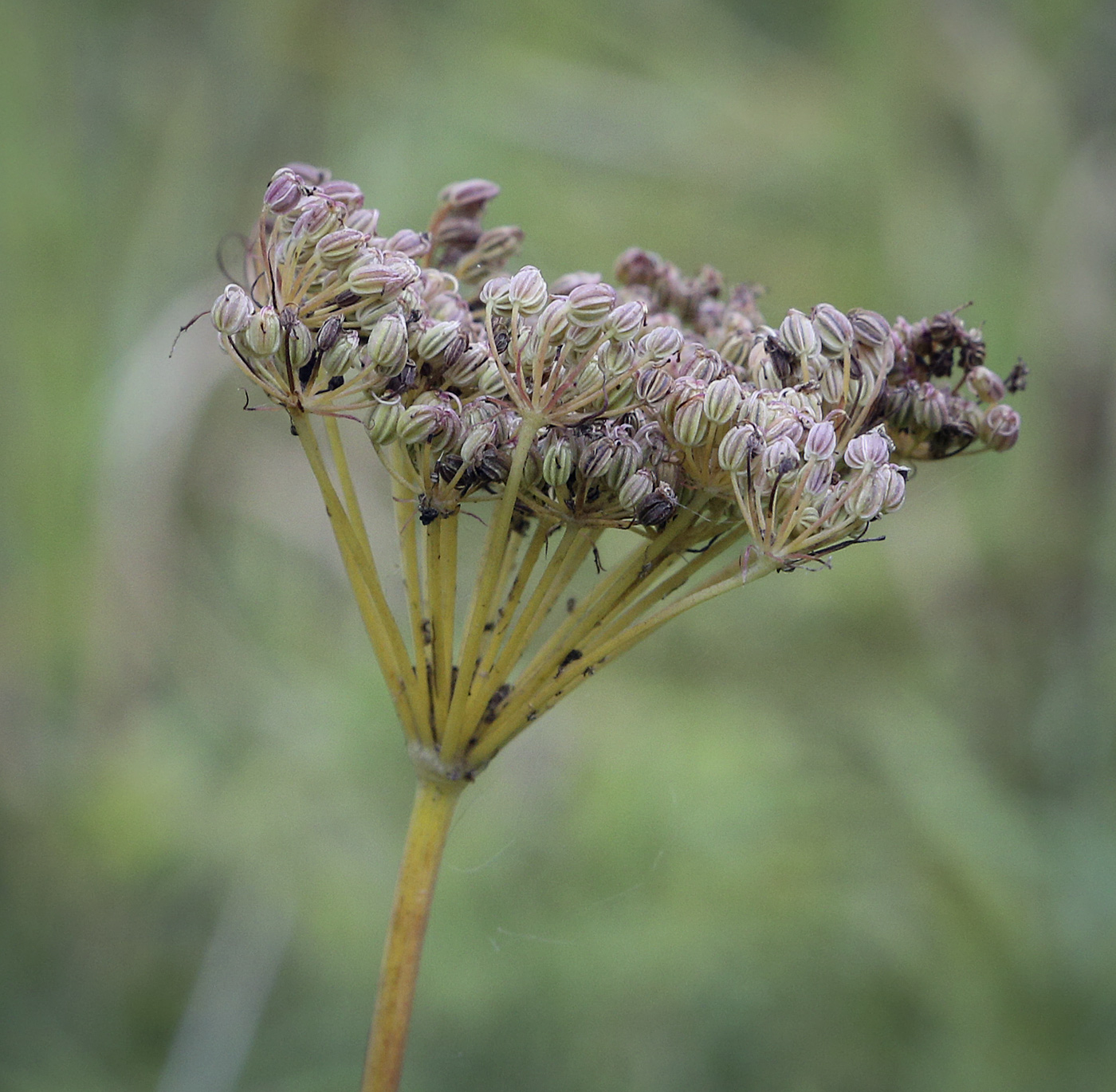 Image of Kadenia dubia specimen.