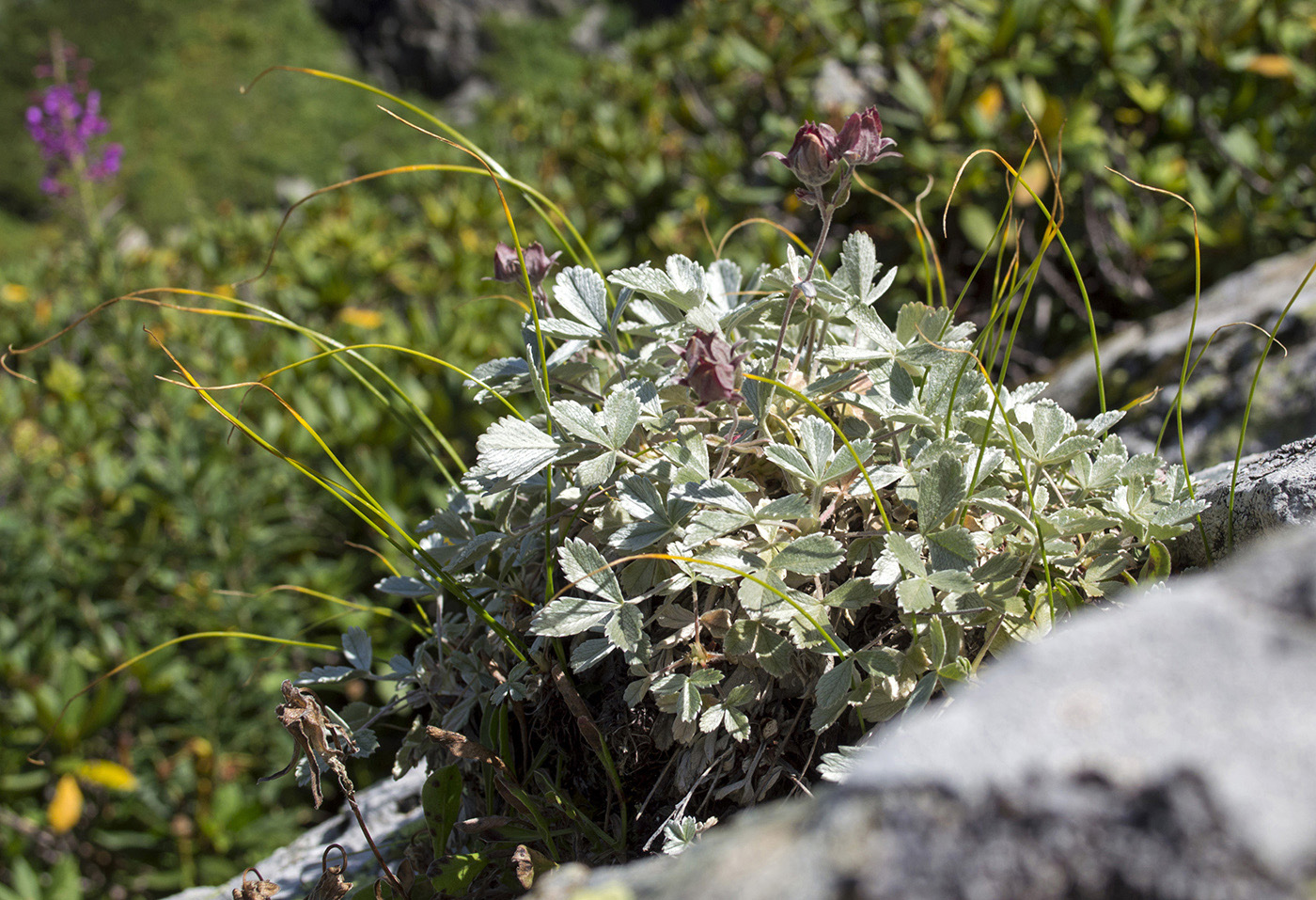 Image of Potentilla divina specimen.