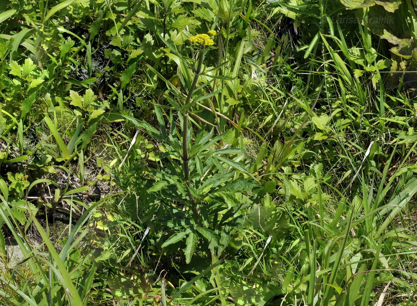 Изображение особи Patrinia scabiosifolia.