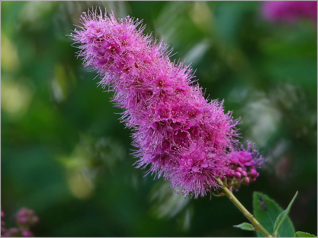 Изображение особи Spiraea &times; billardii.