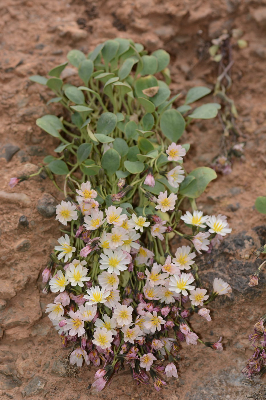 Изображение особи Crepis lactea.