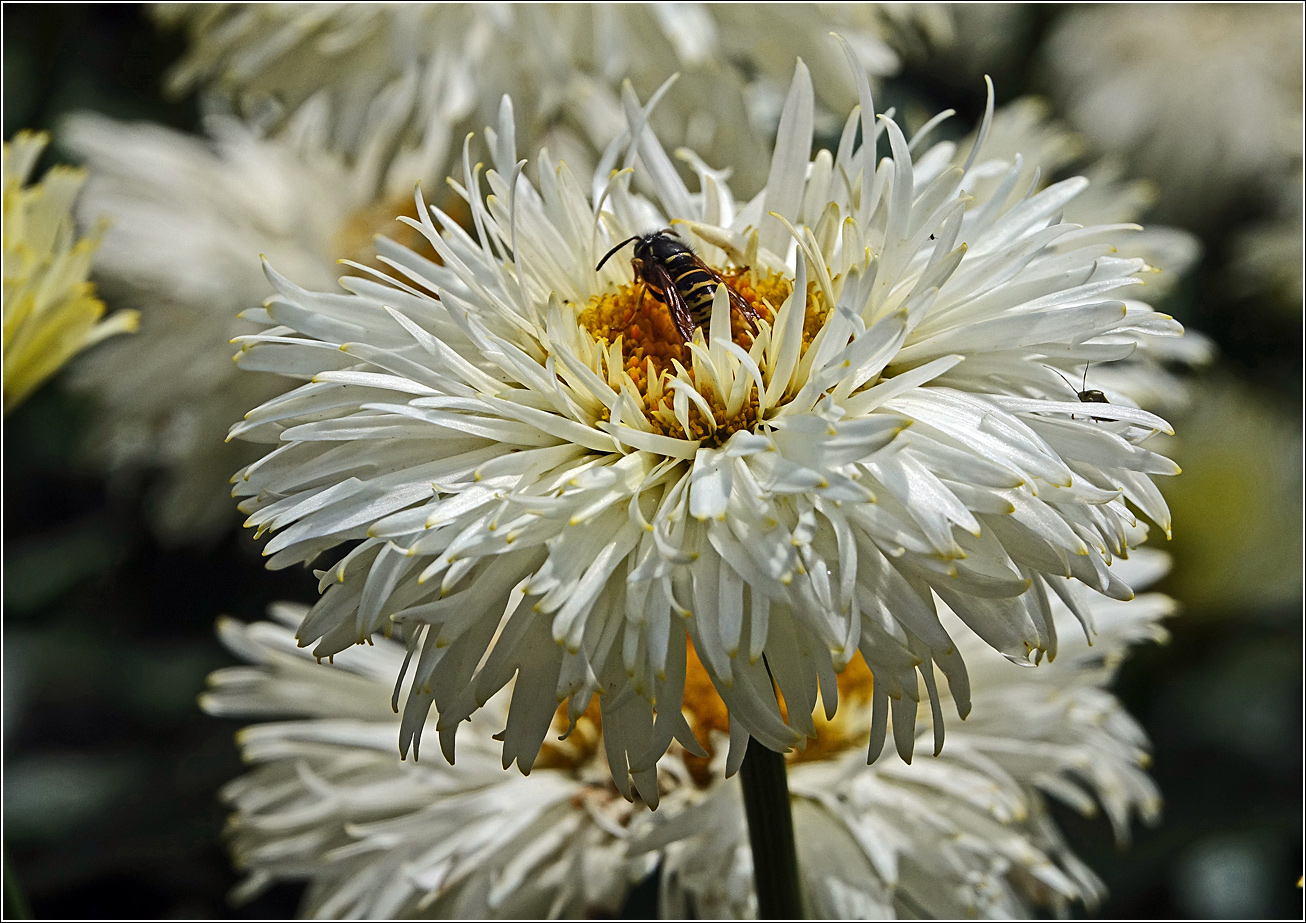 Image of Chrysanthemum indicum specimen.