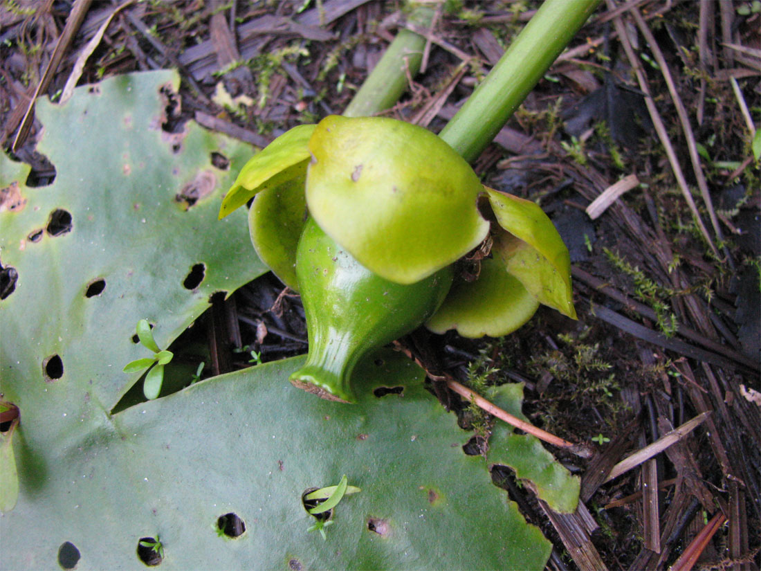 Image of Nuphar &times; spenneriana specimen.