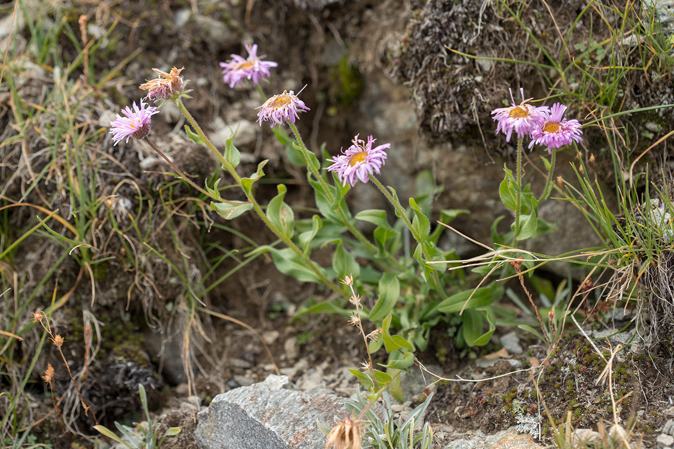 Image of genus Erigeron specimen.