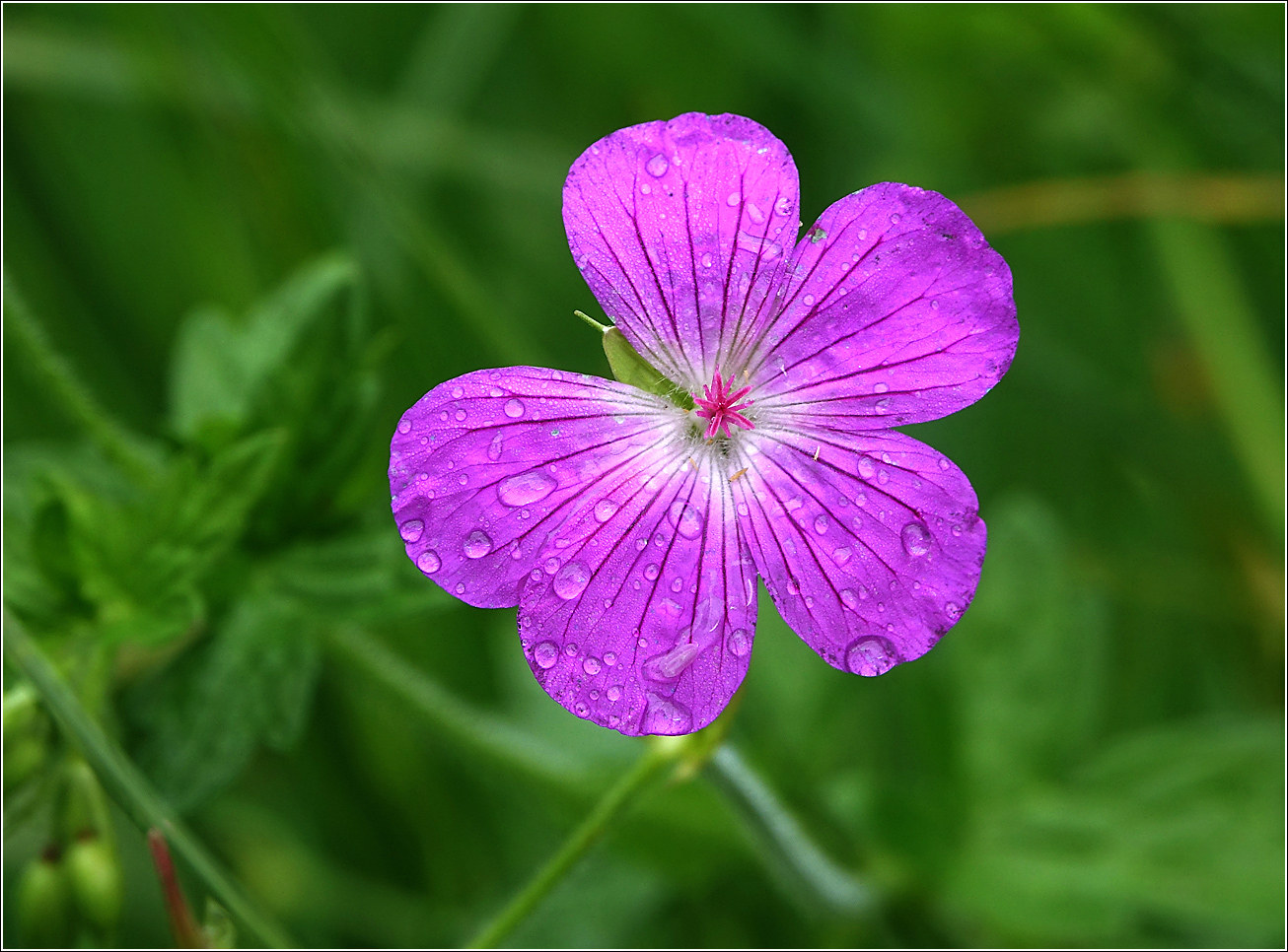 Изображение особи Geranium palustre.